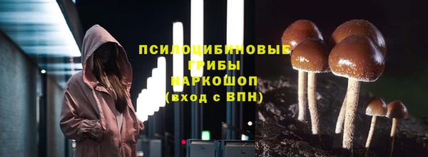 прущие грибы Ельня