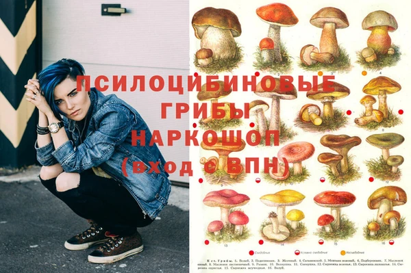 прущие грибы Елабуга